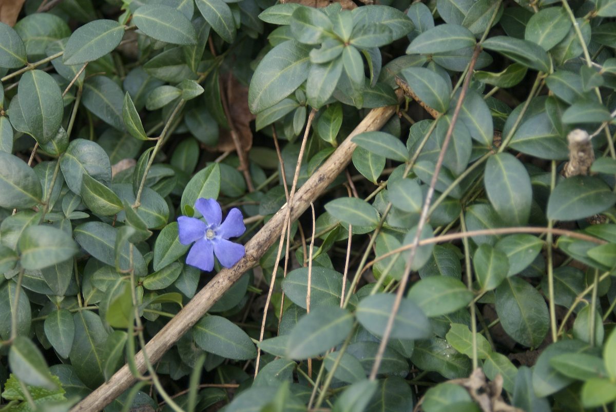 Vinca minor